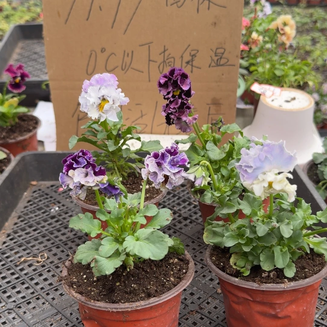 大部分花苞少量开放76