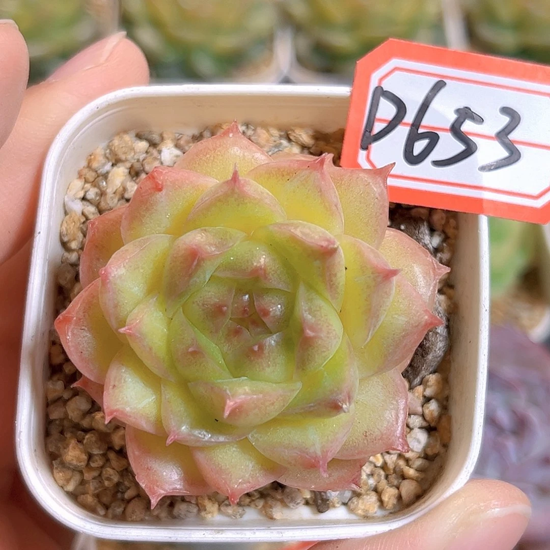 D653 一物一拍 麦珍