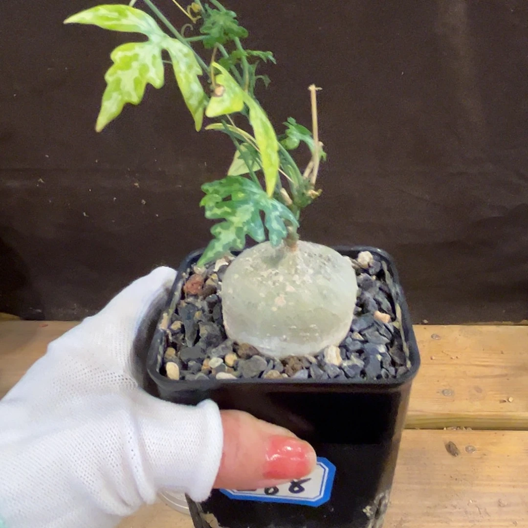 汤圆植物彩叶西番莲