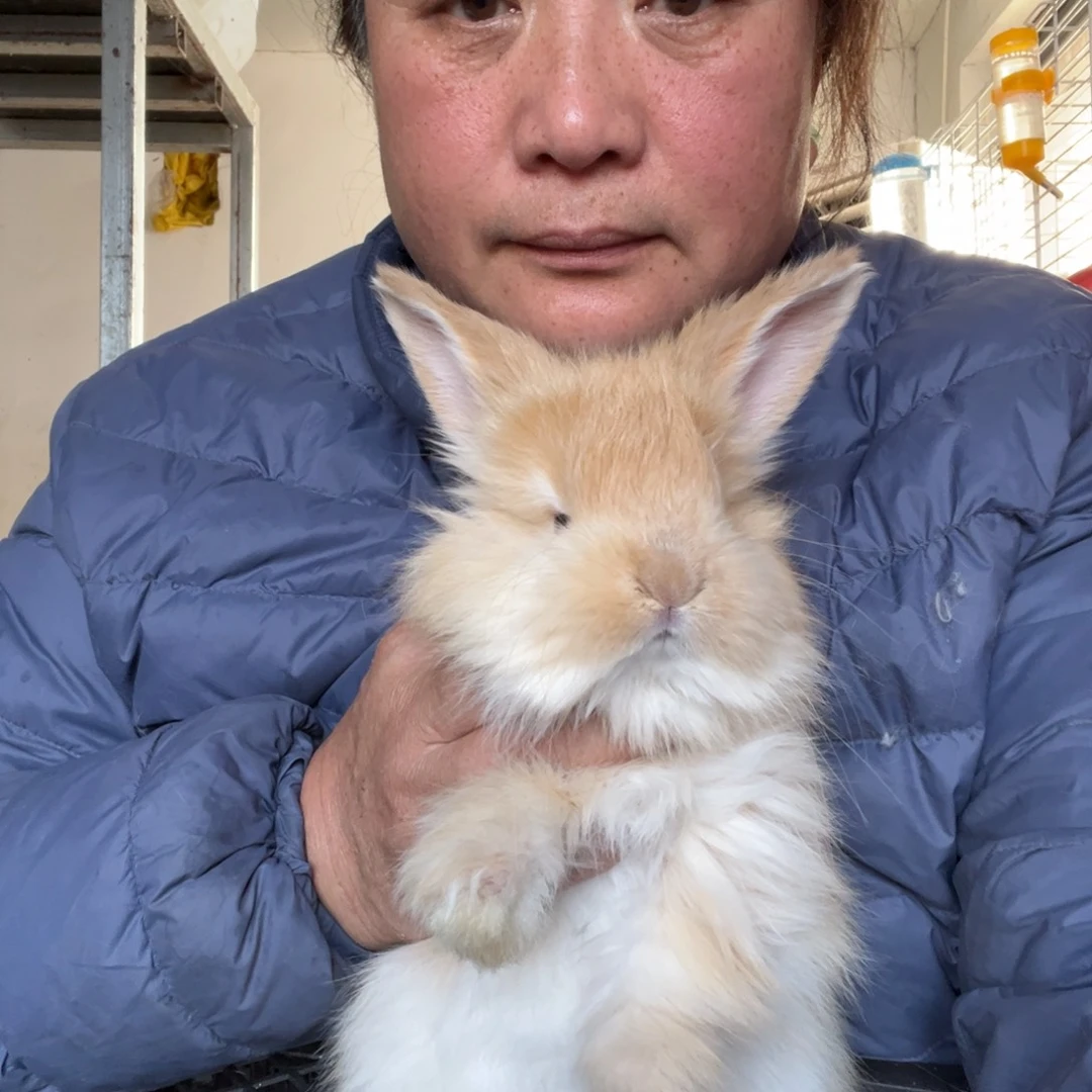 牵***花宠物兔英系安哥拉兔