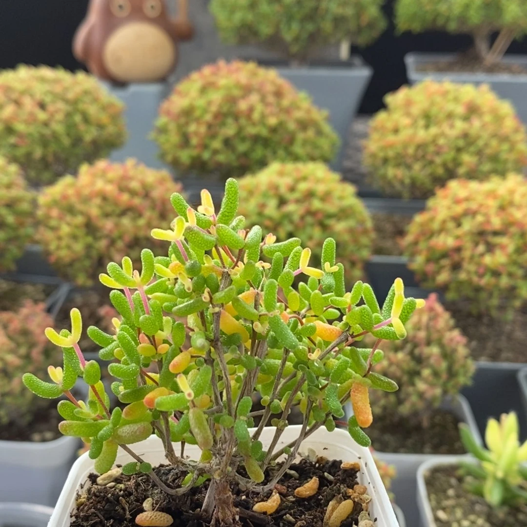 (***熊糖球锦1128枝干番杏