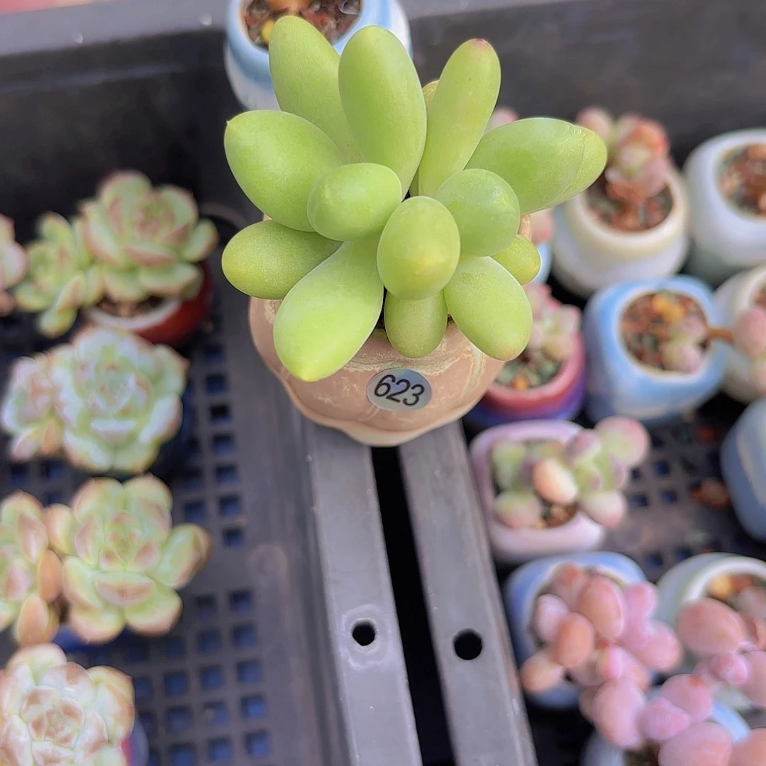 623芒果奶一物一拍