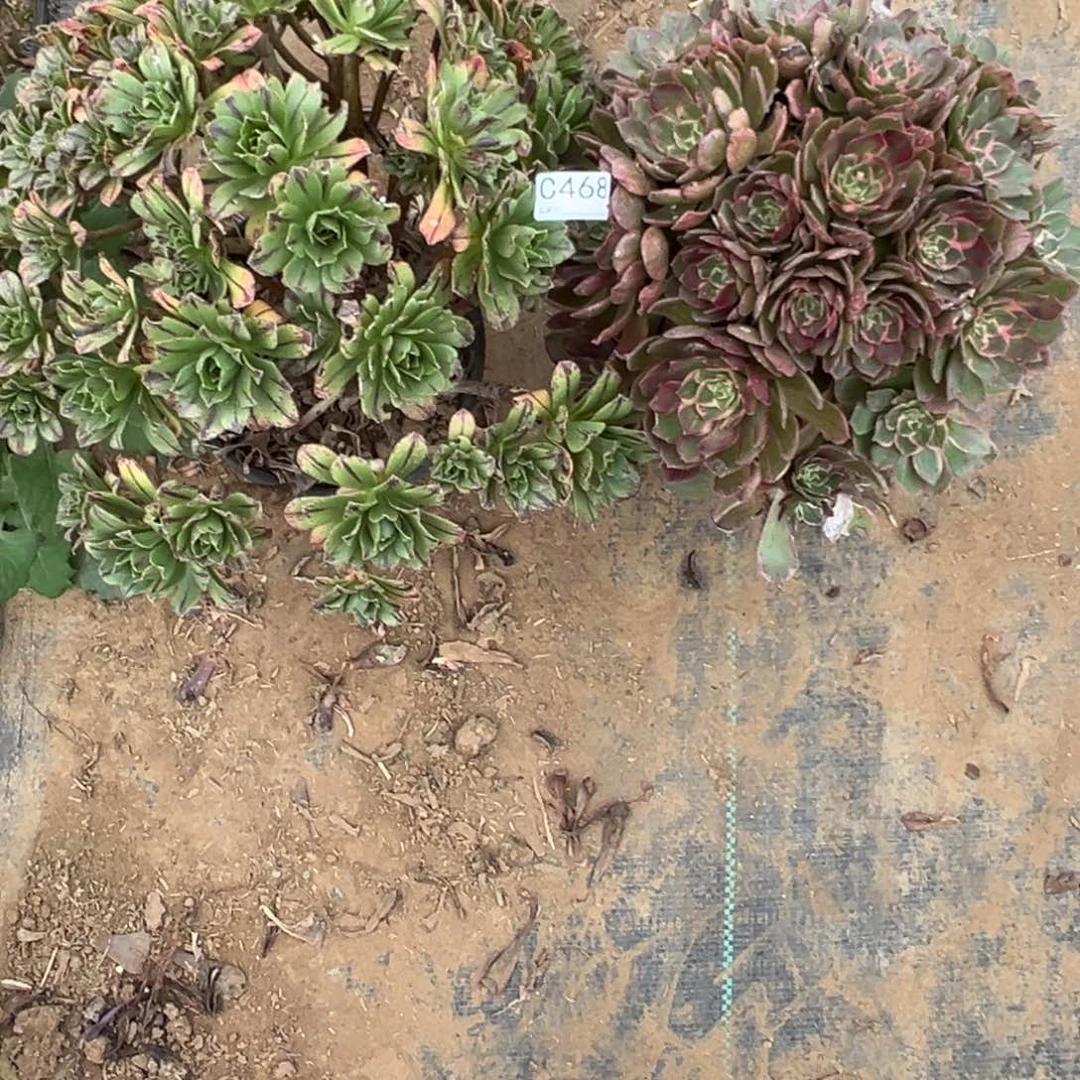 丹***妮468两颗组合多肉植物