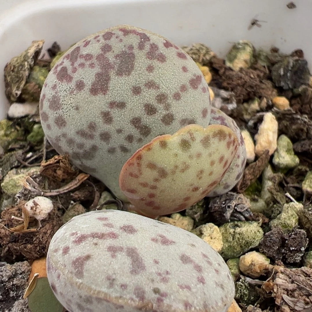 花蛋多肉植物水泡多肉植物水泡