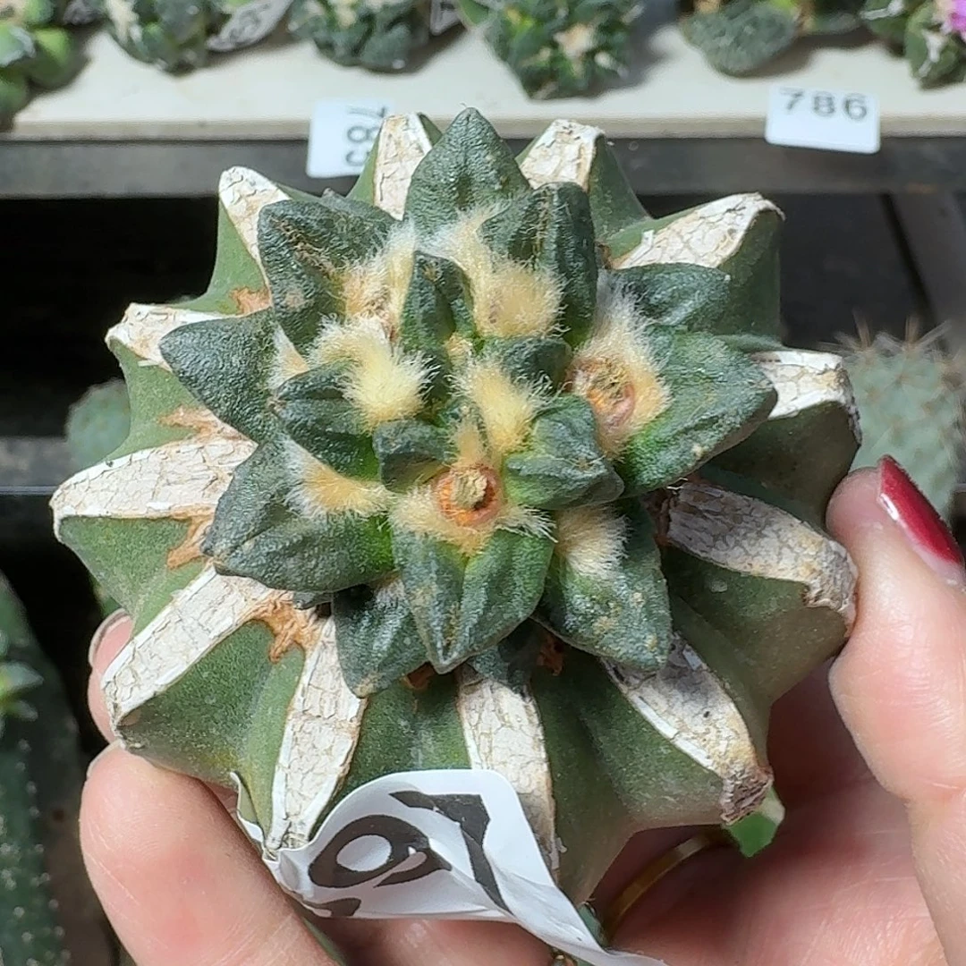 无花朵纯种龙角牡丹397