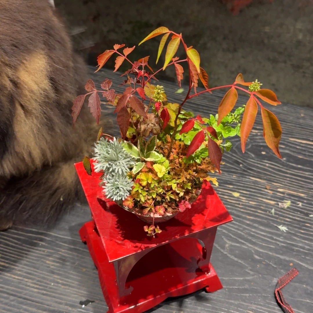墨***～全部花朵山野草手作盆