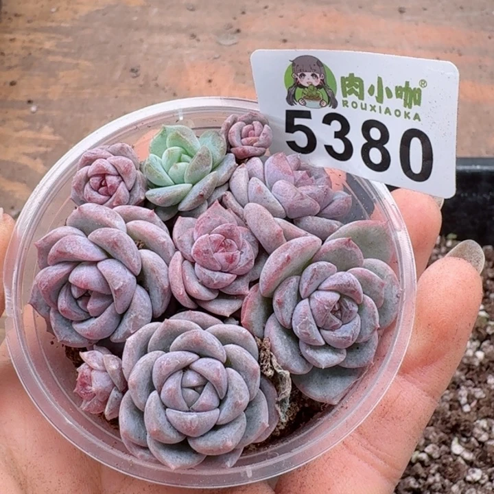 月**凉多肉植物多肉植物