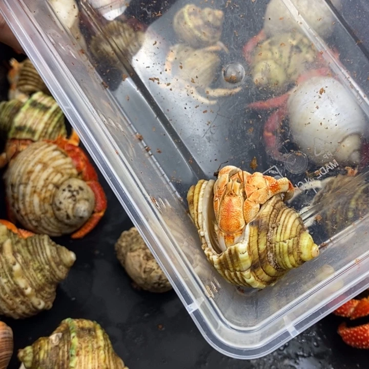 婆***狂2.3口毛里求斯草莓