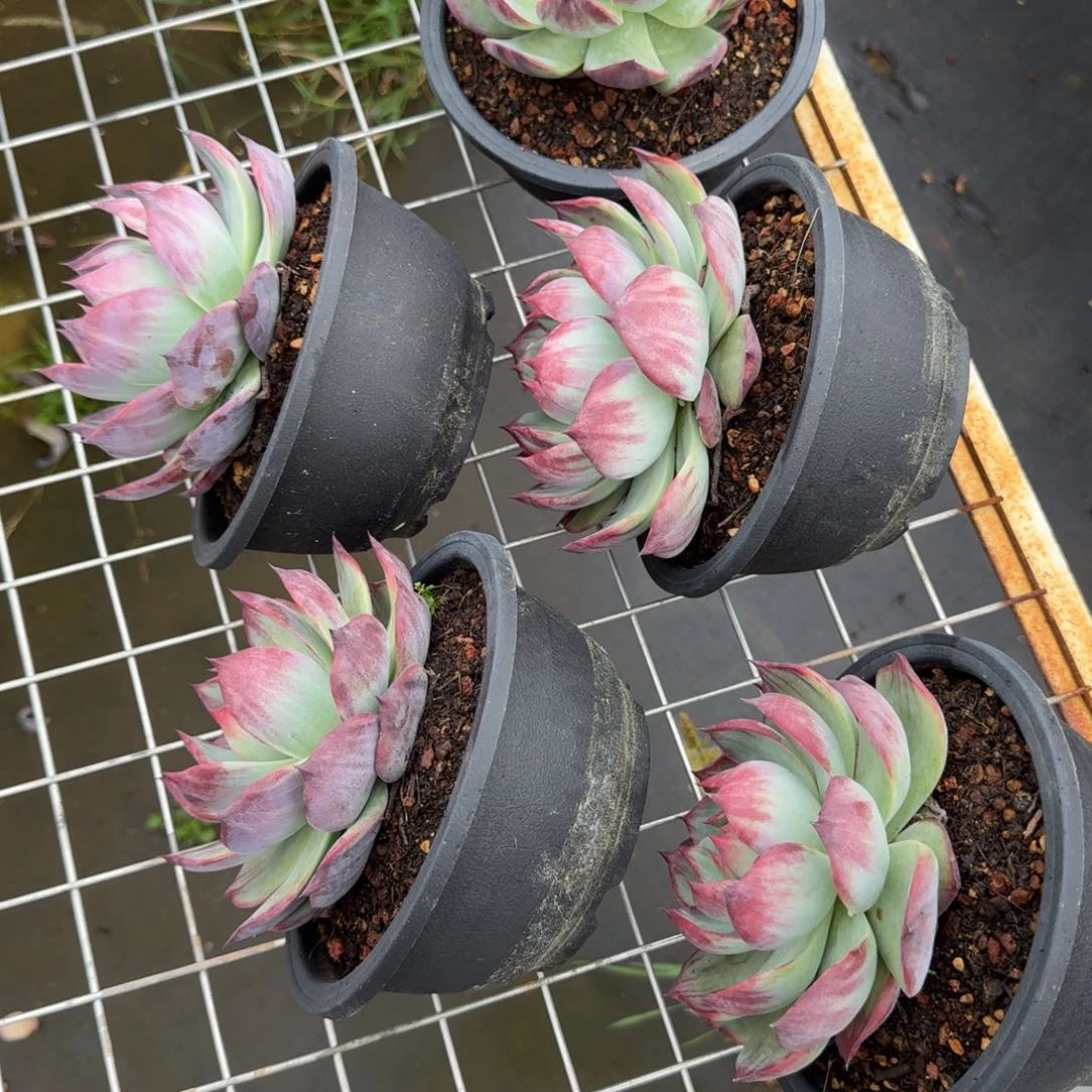 无花朵宽叶拉丝惊鸿