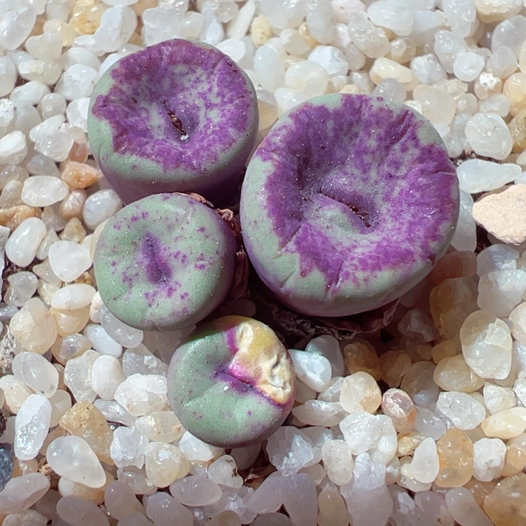 1231-551多肉多日红嘴