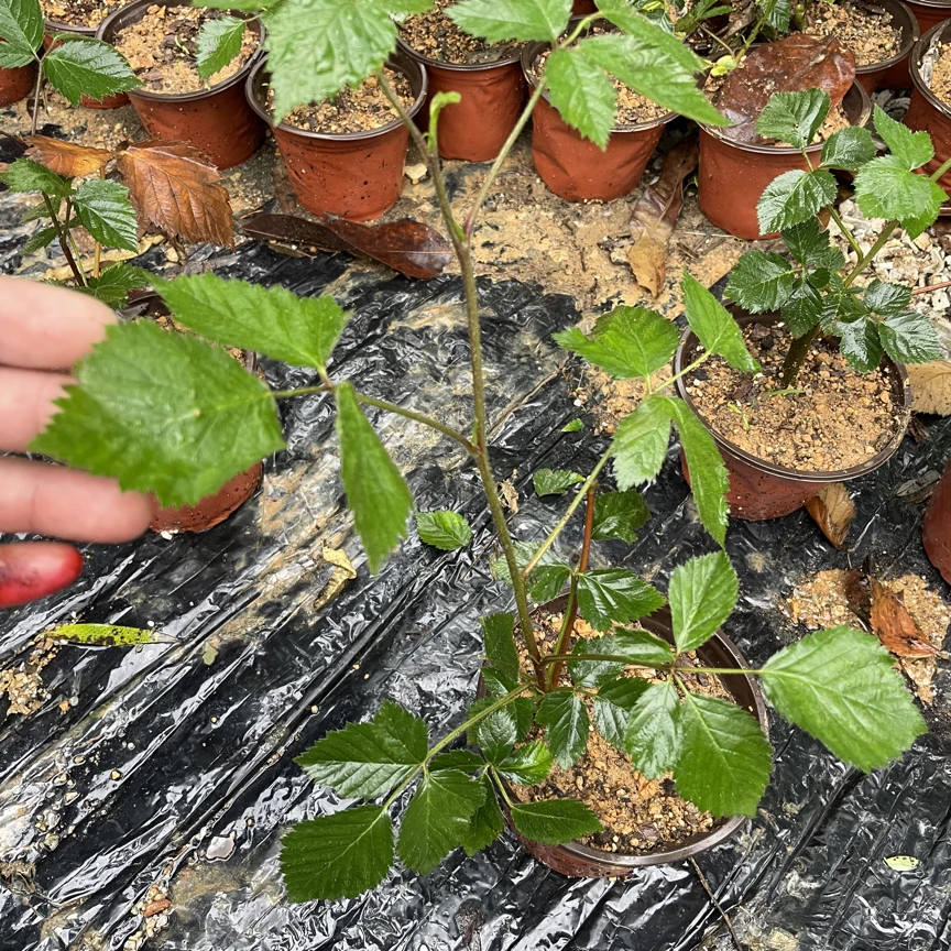云南网红无刺黑树莓庭院阳台盆栽南北可种蔷薇科