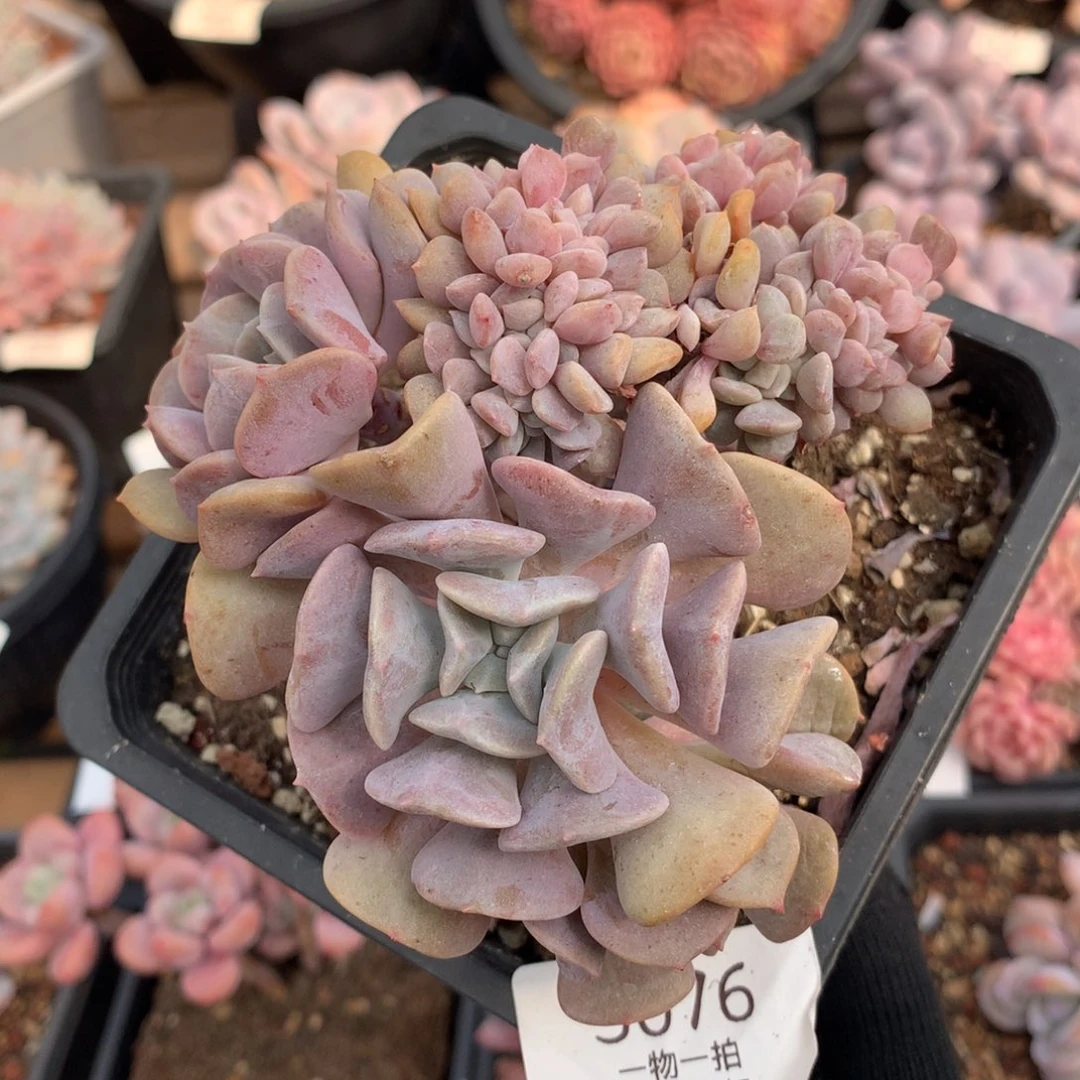 11厘米胸花雪精灵缀3076