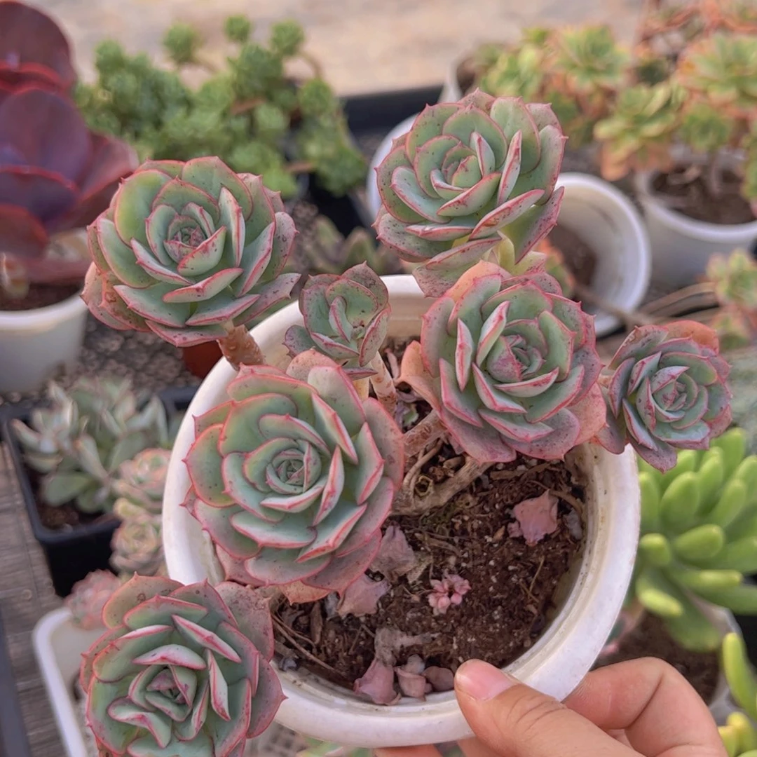 克罗地亚玫瑰五头起发