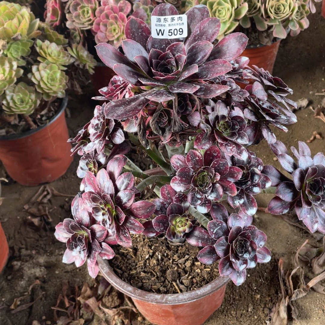 509花福蝶多肉法师断枝不包