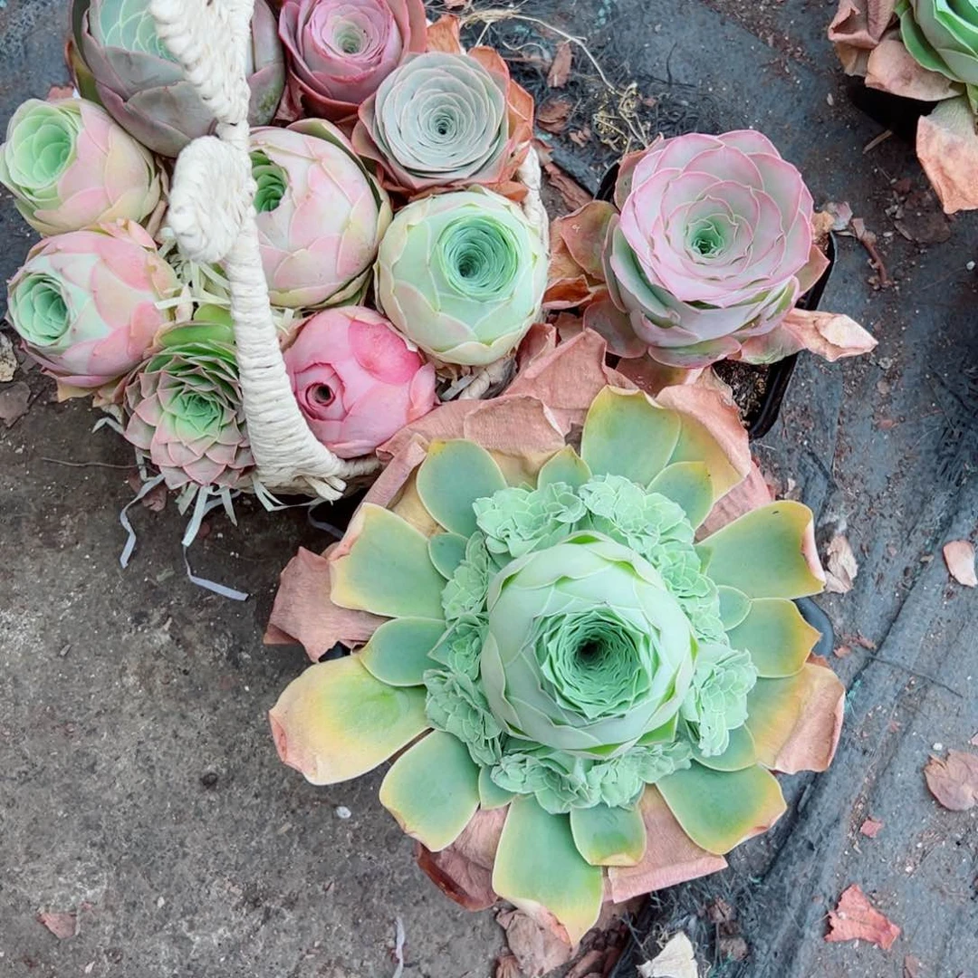 可**爱可爱精选花花。