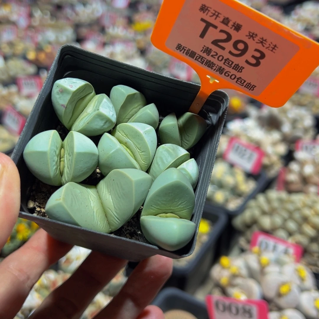 293 一物一拍，默认有伤，介意勿拍，不退不换