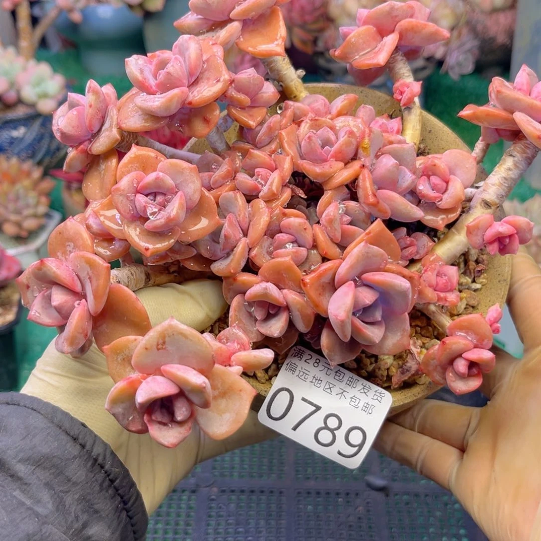 大0789；h d h ch vv b