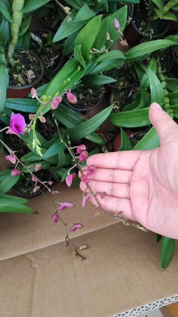 兰花可寄养发货适合观赏的绿植花卉