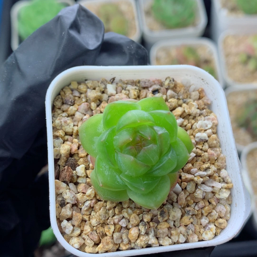 58包邮  群生不包整糖心57