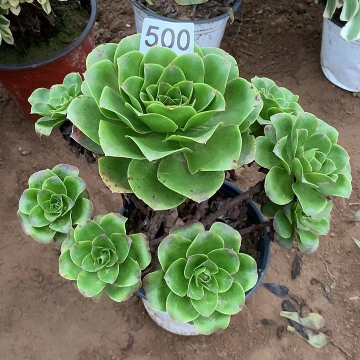 无花朵500魅金玫瑰多肉