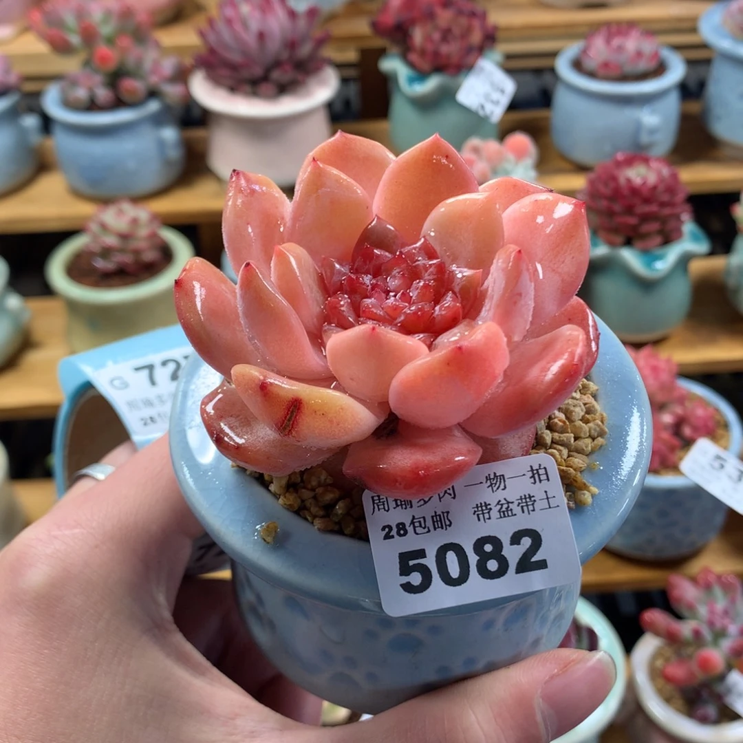 5厘米盆精控多肉5082