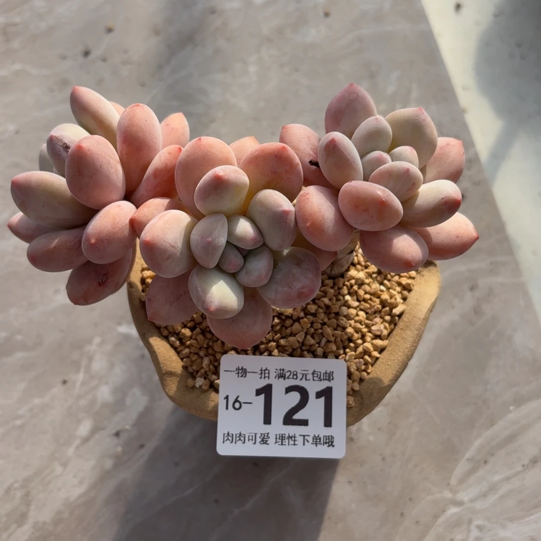 香水无盆土发货呀