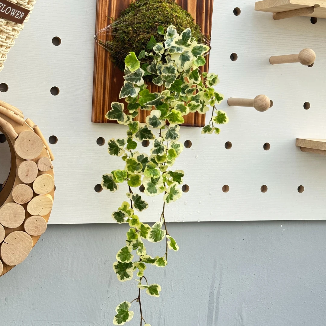 【盆栽 雪莹常春藤】 锦化办公桌盆景 室内阳台吊篮绿植耐寒