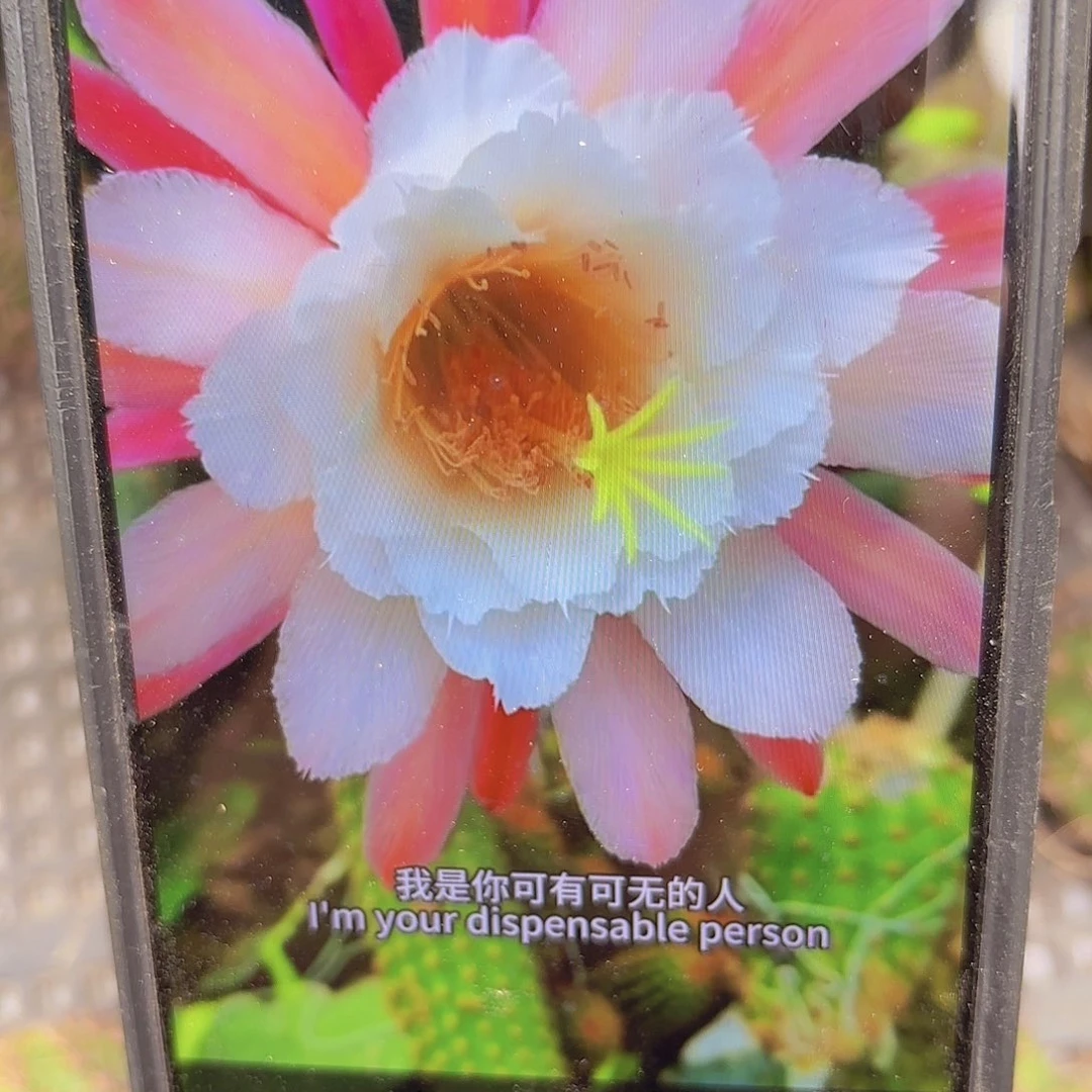 卡布诺金妞侧牙20包邮仙人球26