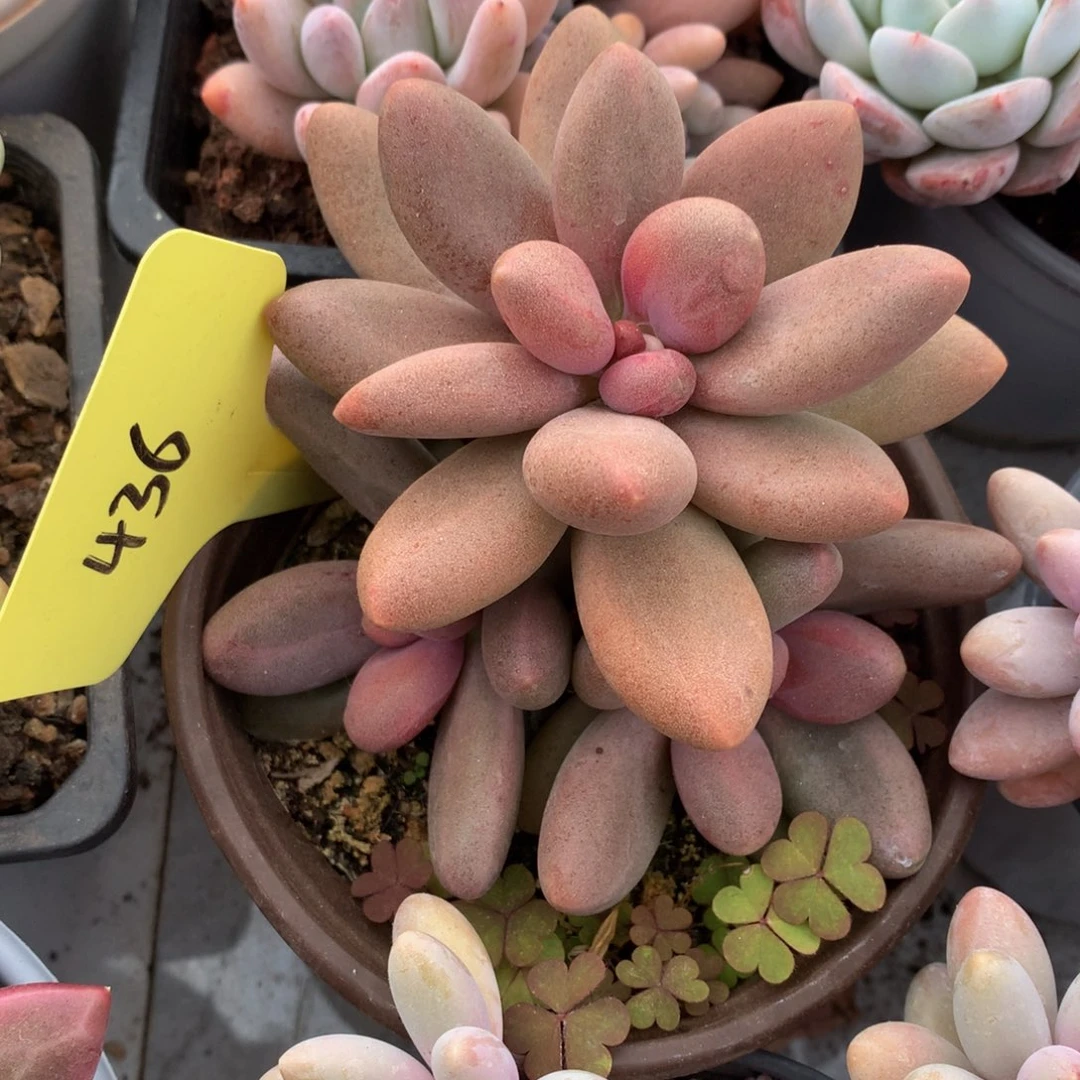 糖果美人772727272626262662¥