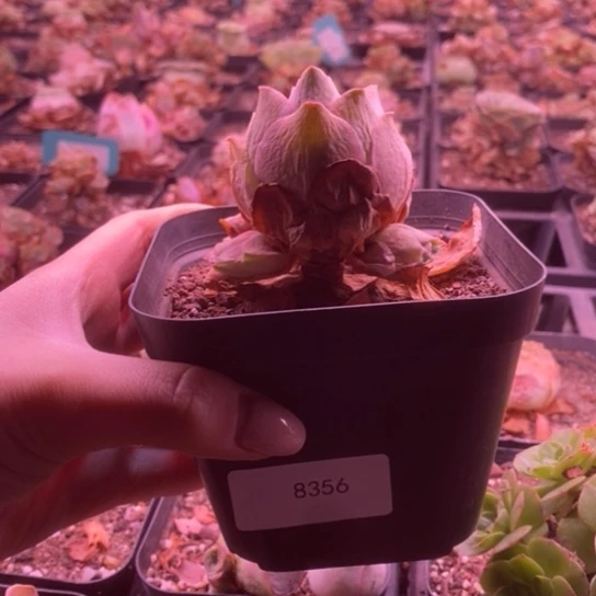 8356玫瑰玫瑰玫瑰