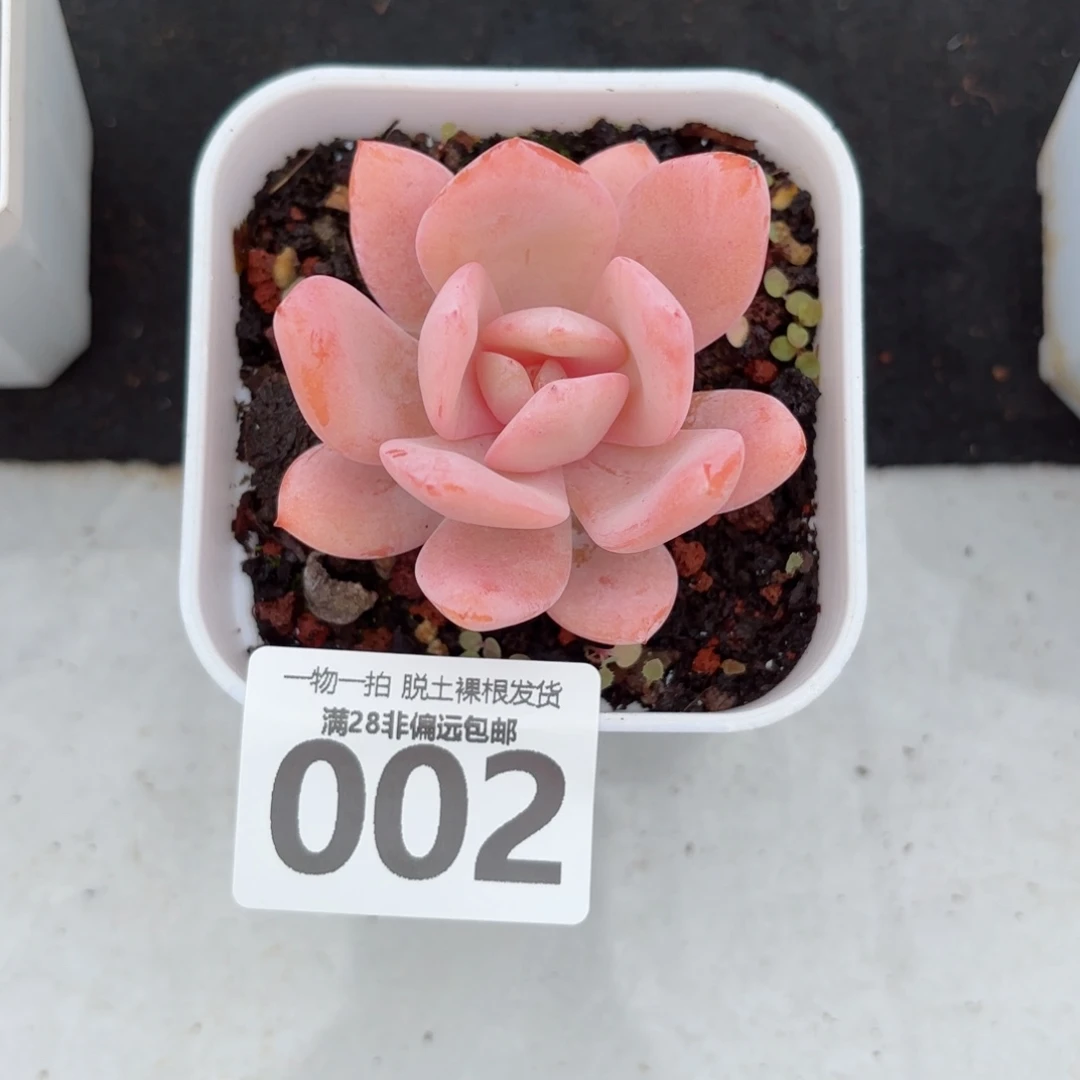奶茶单头无盆土发货
