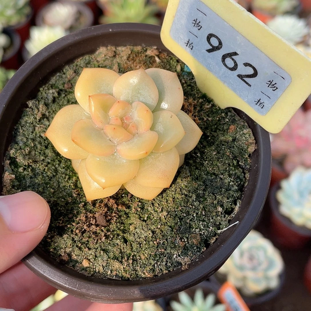 风***雅962号多肉植物盆栽