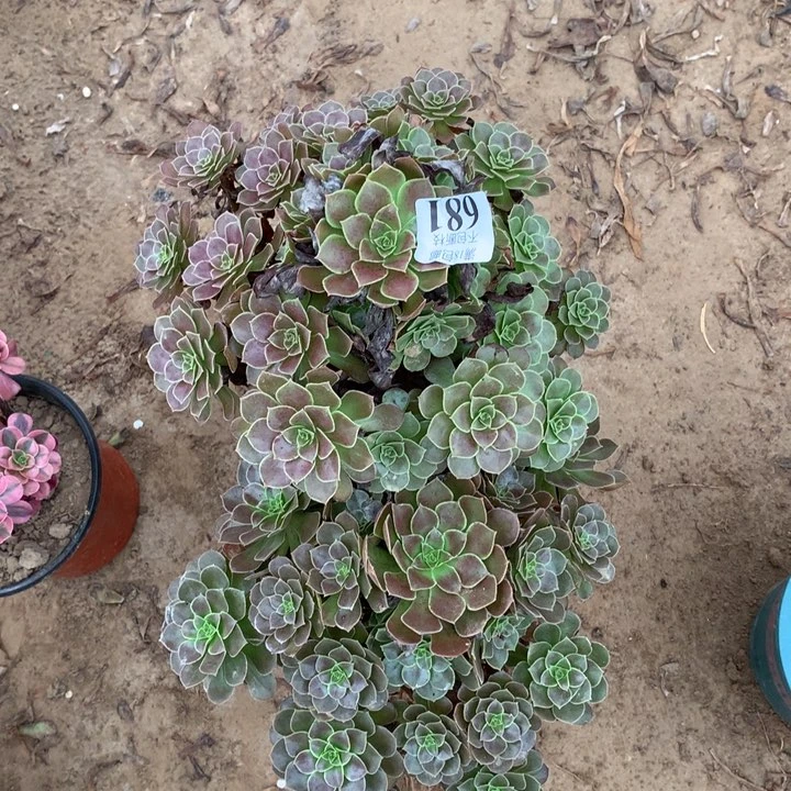 拍**尘681荷兰玫瑰2颗手捧4号