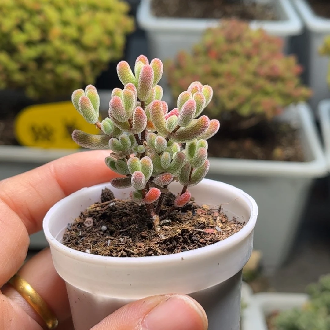 25实生小星星优选枝干