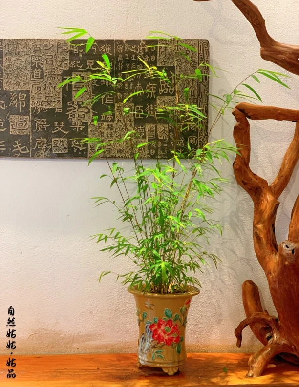 自然姑姑手艺盆内门竹