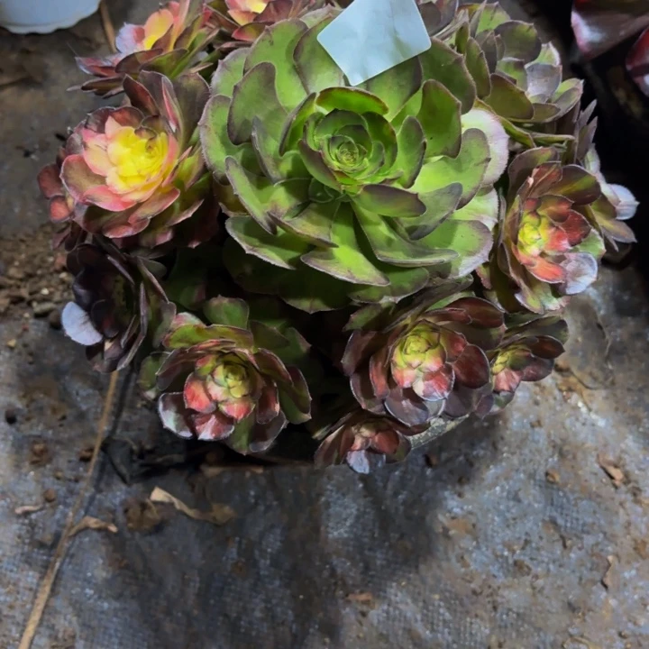 云南海王七彩好看234号