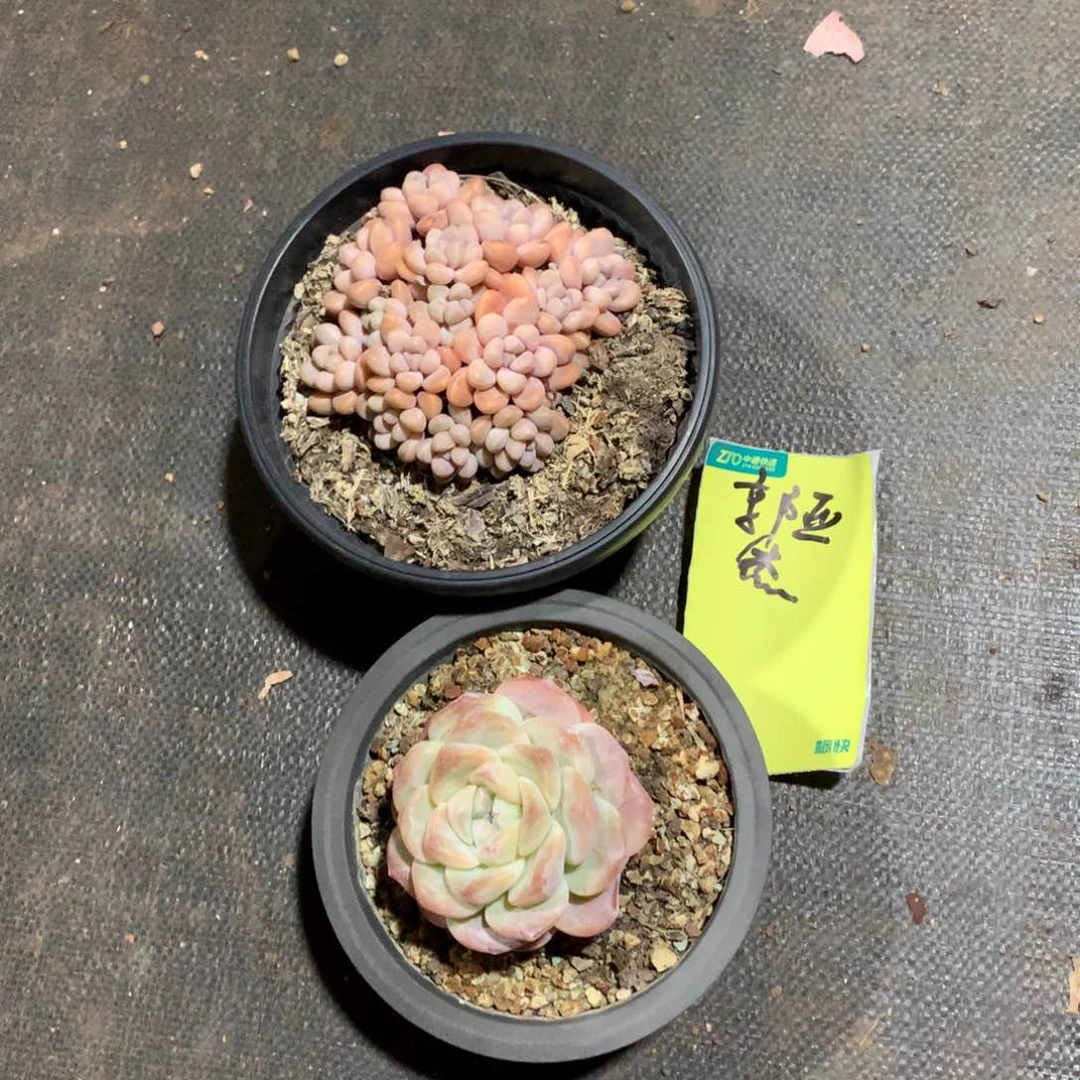 多肉植物多肉植物