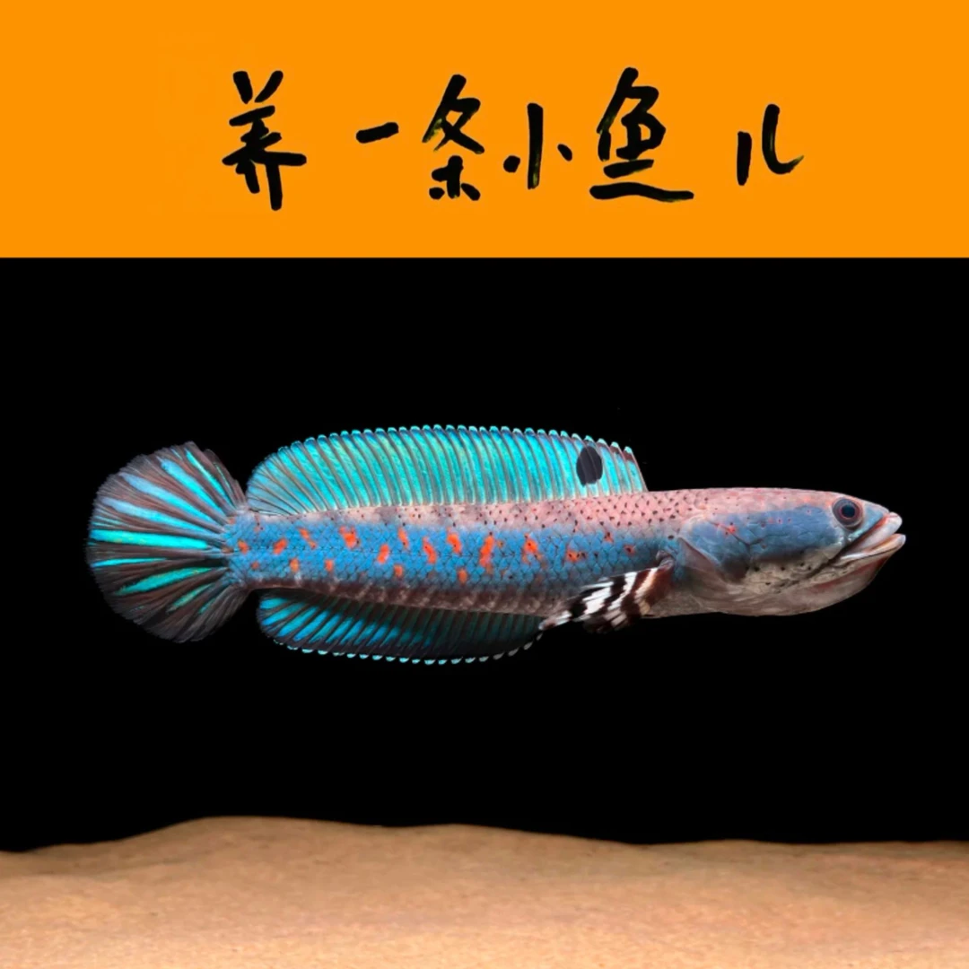 幻红-雷龙鱼观赏鱼（直播选鱼专用链接 未咨询直接下单无效）