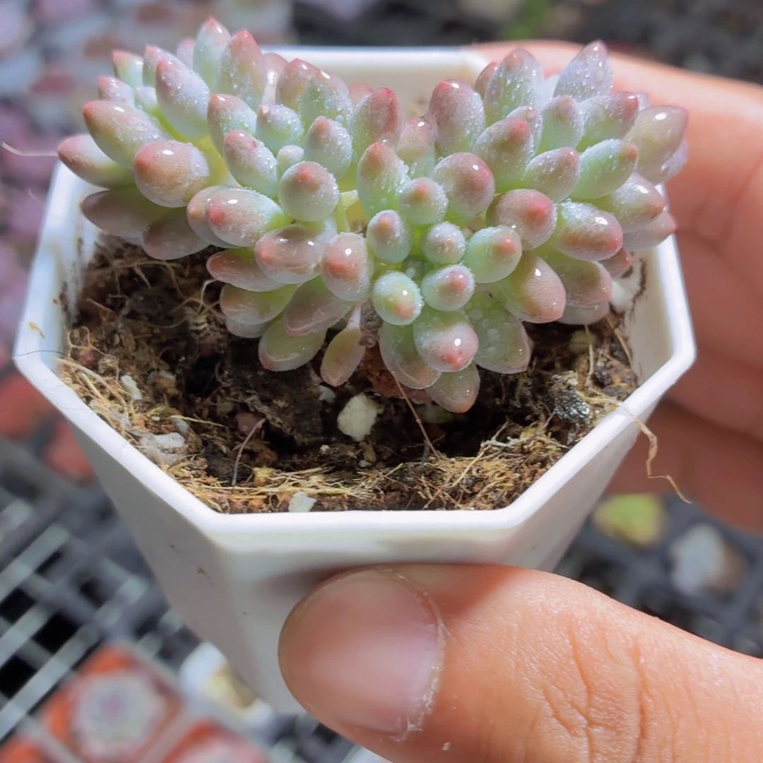 婴儿手指多肉9.9包邮发货