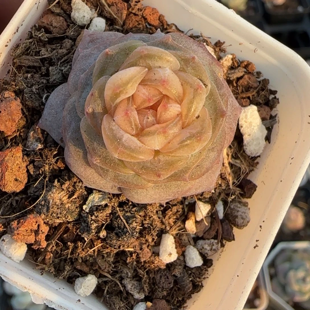 多肉小卡拉米糖心一物一拍