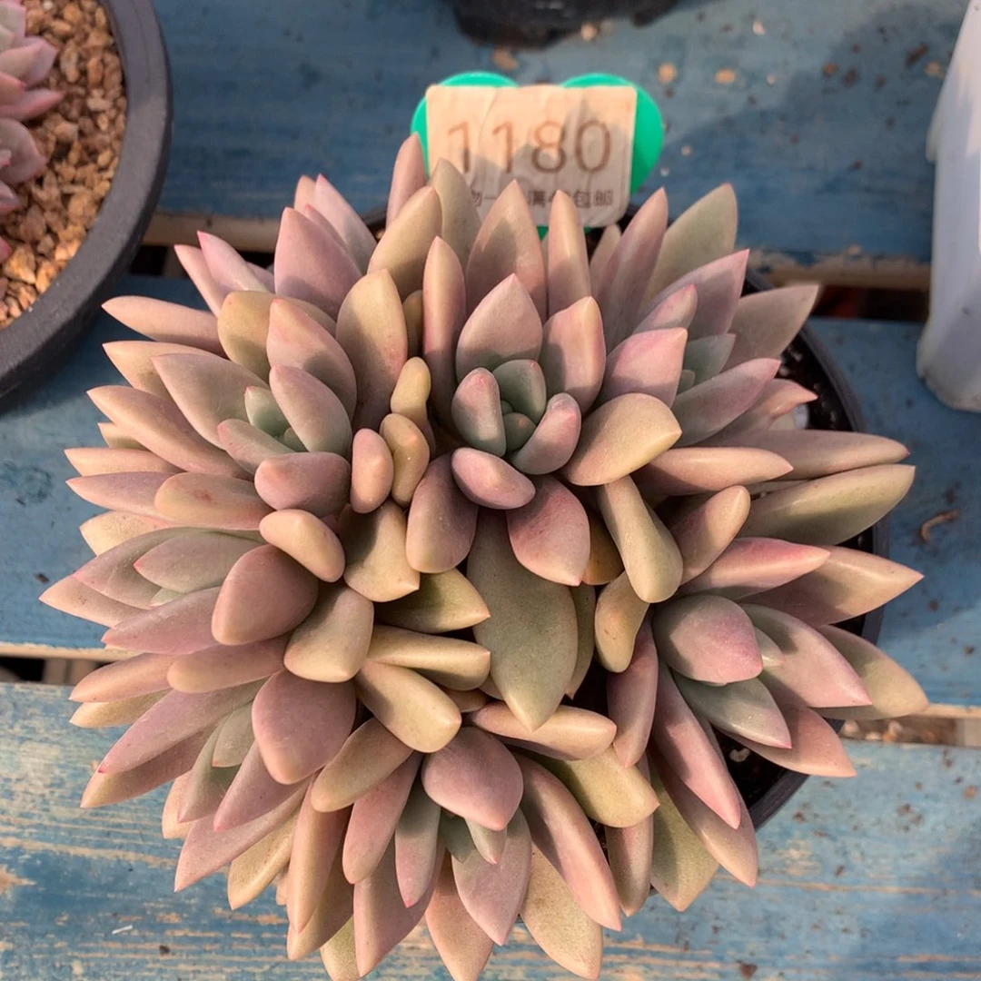 桃花源无砍平头1180