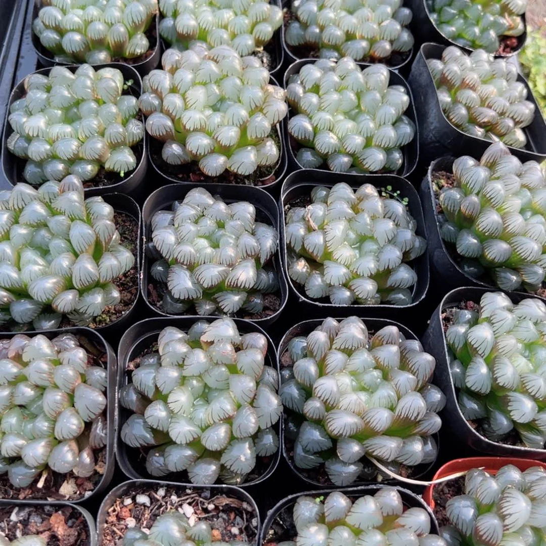 潘氏冰灯多肉植物一颗多肉