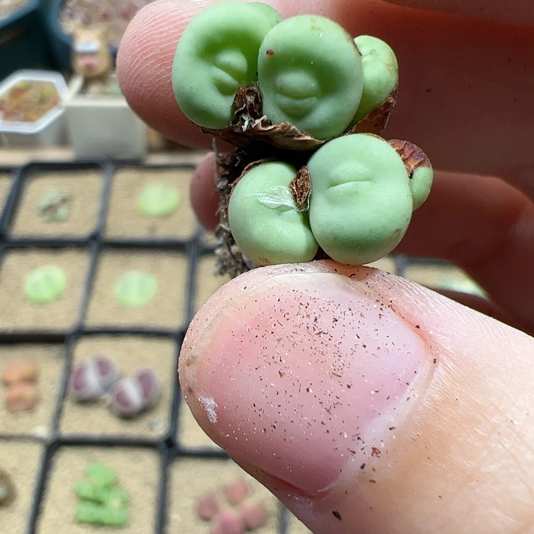 【闪购商品】91 福利1380B