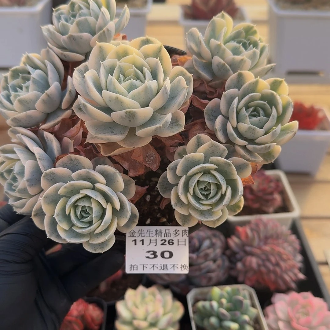 1126-30鲁氏锦群生