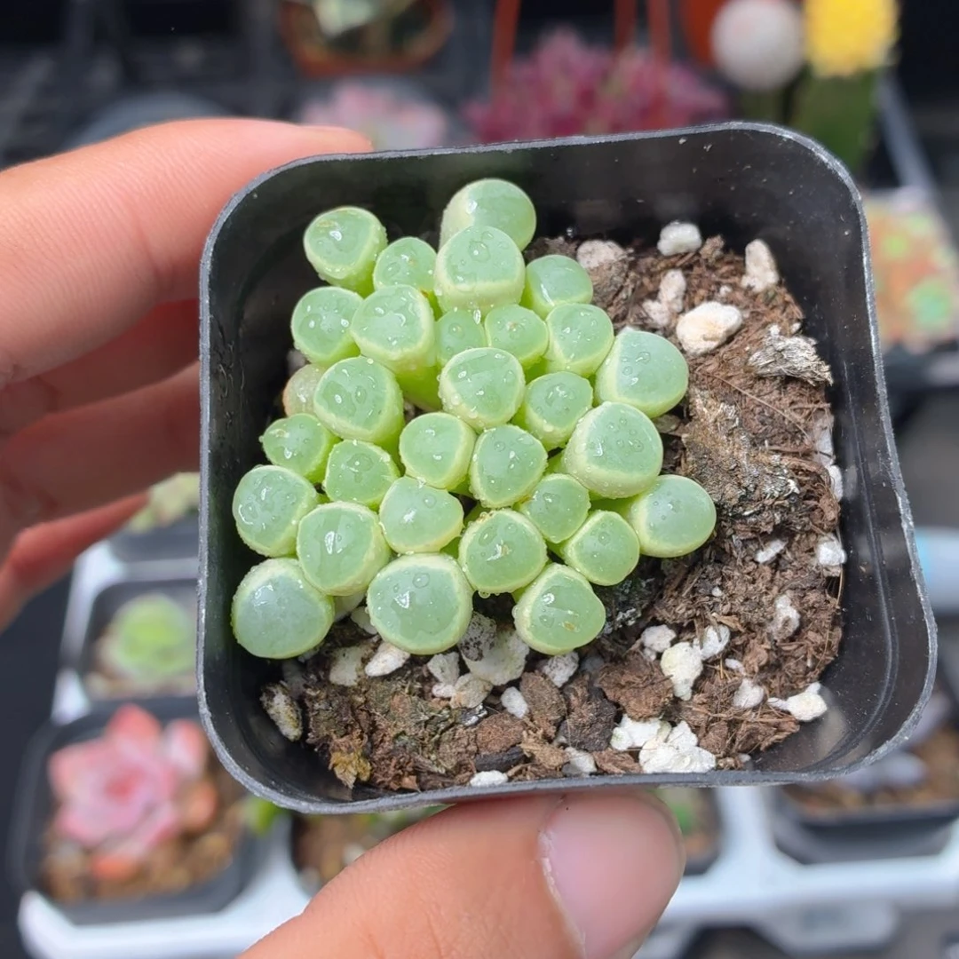五十灵玉多肉9.9包邮发货