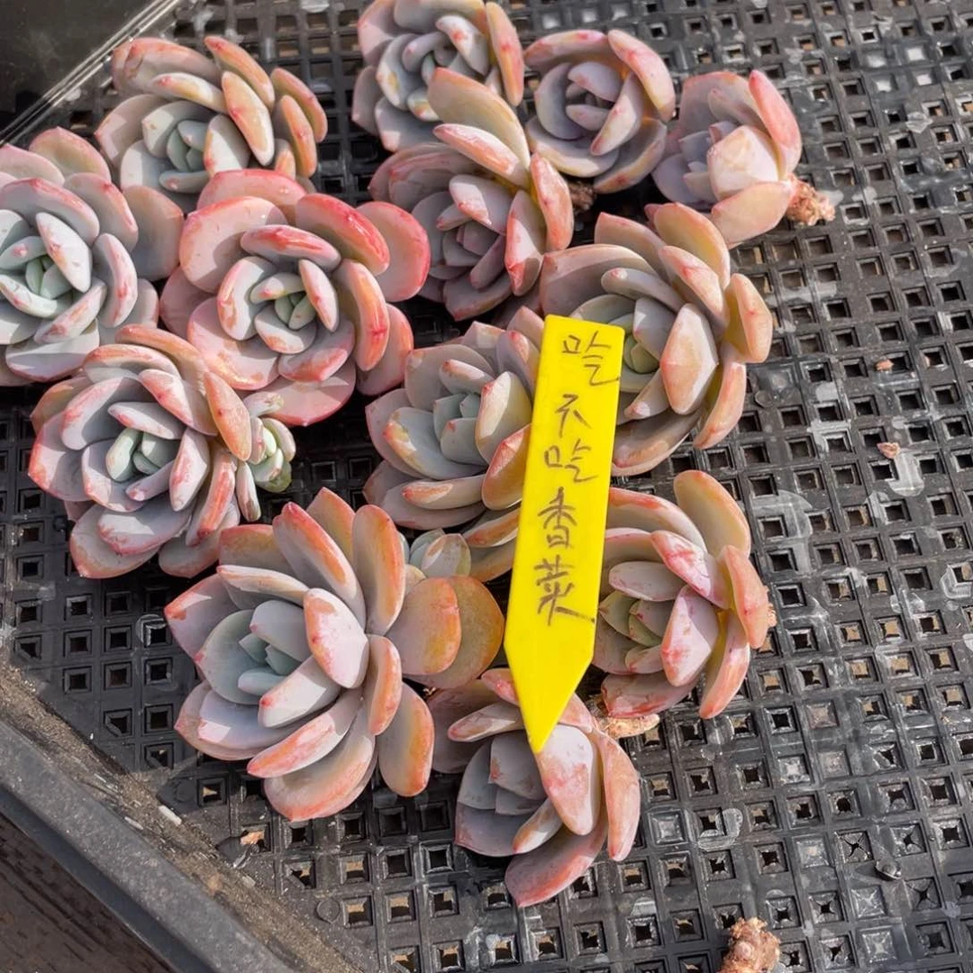 吃****）多肉植物3258697