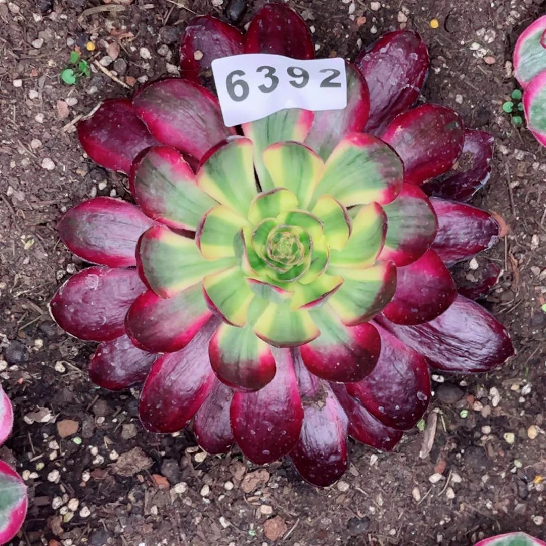 Y****S烈焰多肉发货发货