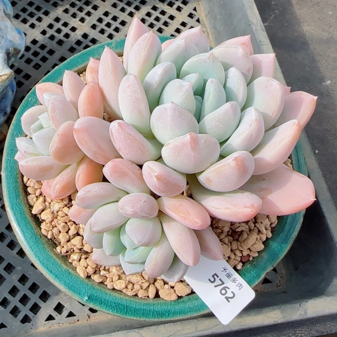 白芙蓉，5762多肉植物