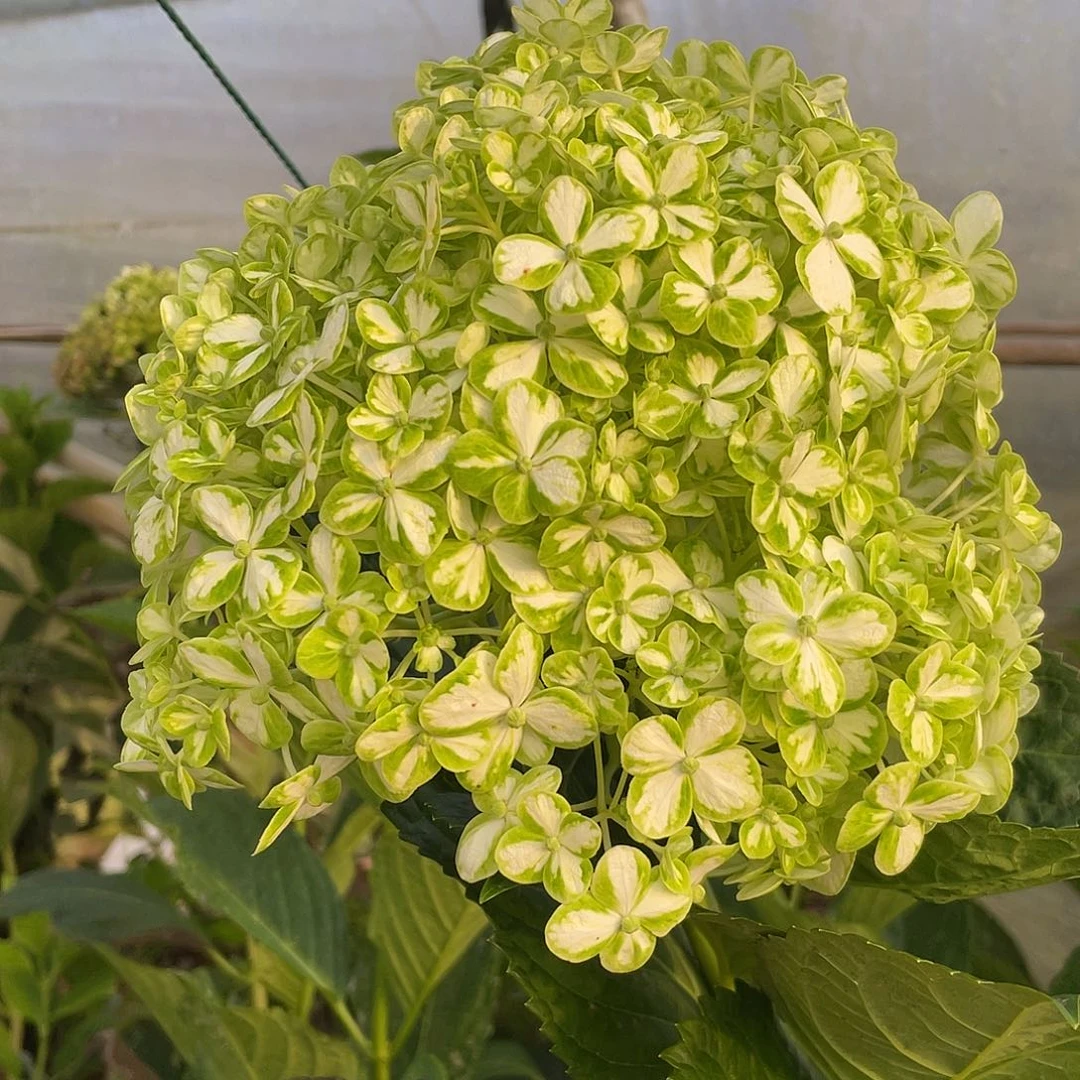 绣球切花一物一拍3枝起包邮，121