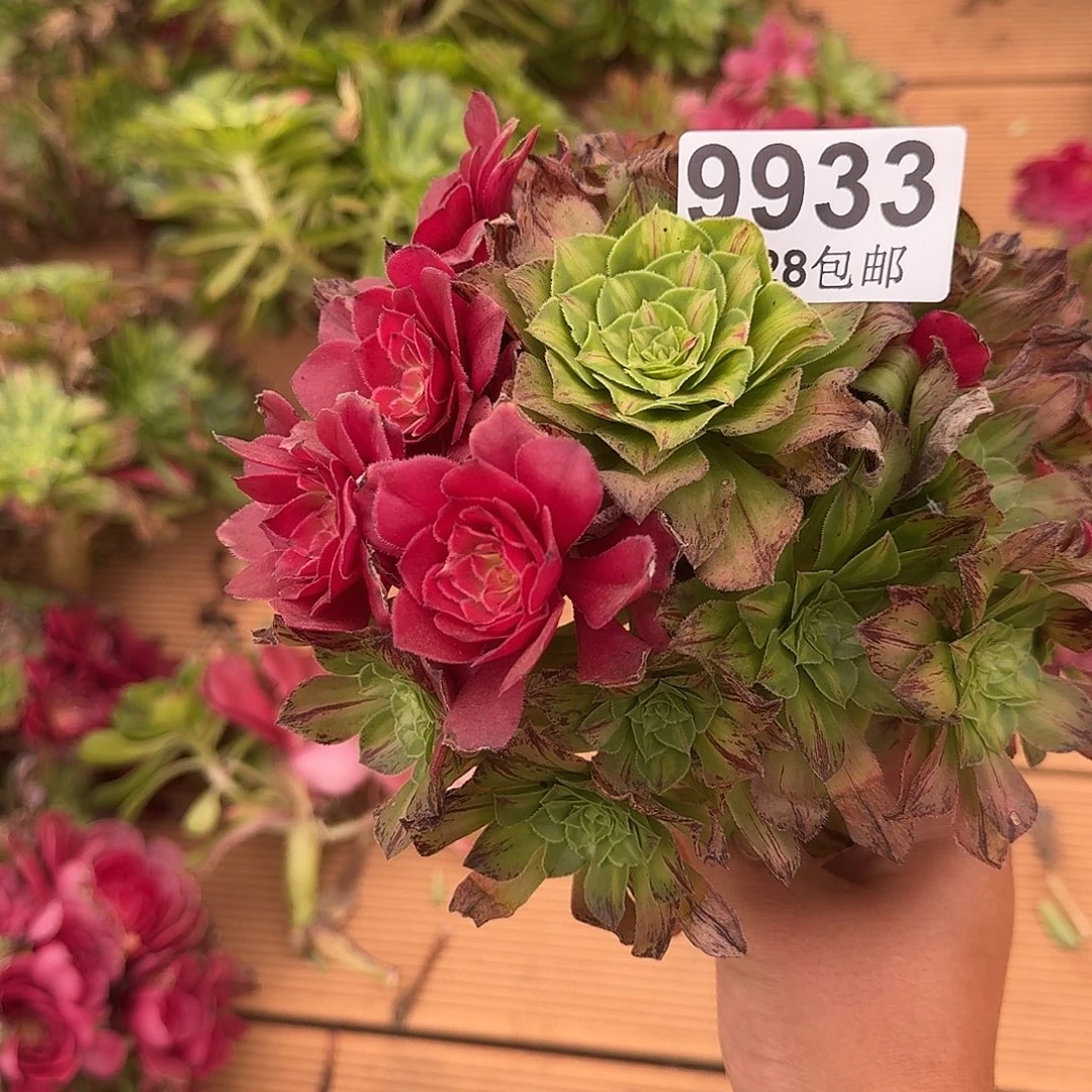 933 知否多肉植物无根特价
